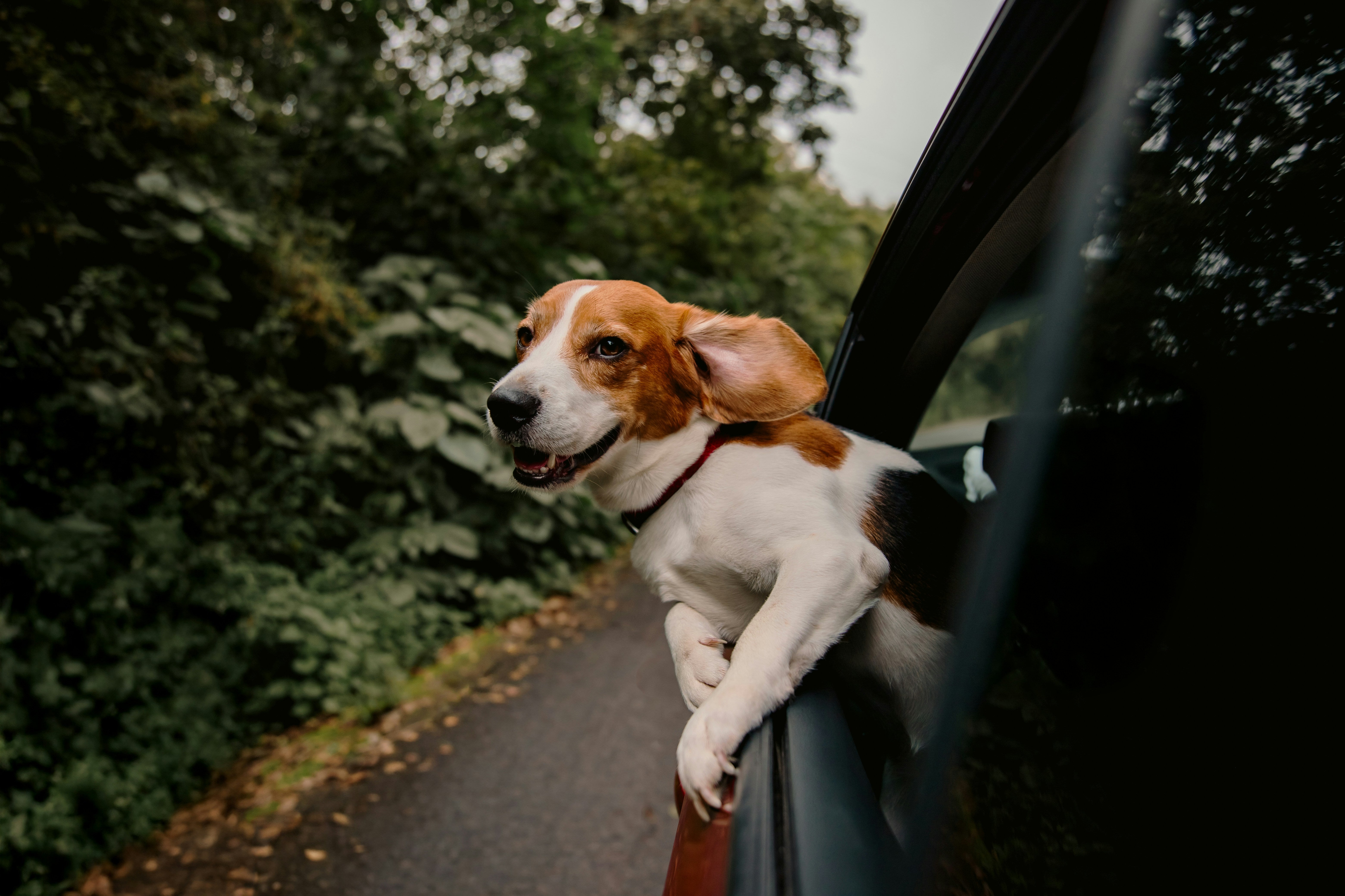 Un chien profite du trajet depuis la fenêtre d'une voiture